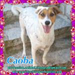 Caoba