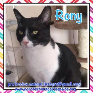 Rony Rony