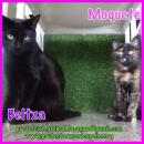 Beltza y Moquete