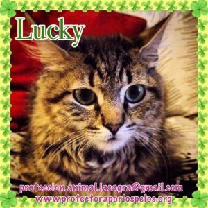 Lucky Lucky