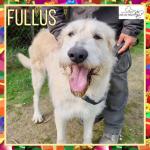 Fullus