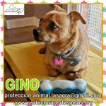 Gino