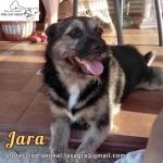 Jara