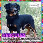 Hercules