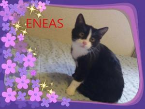 Eneas Eneas