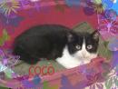 Coco