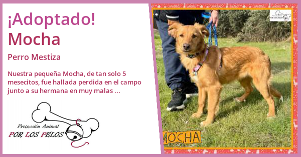 Por Los Pelos - Adopción de Mocha