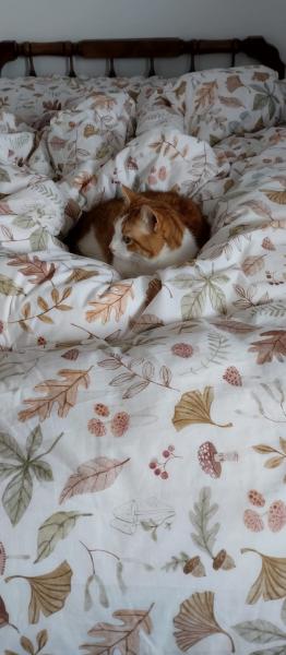 Oscar 