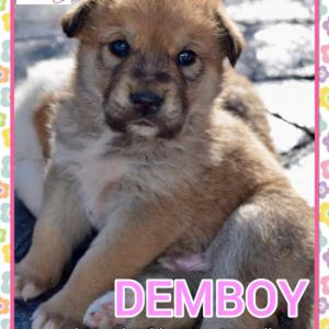 Demboy