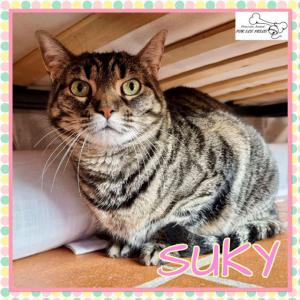 Suky