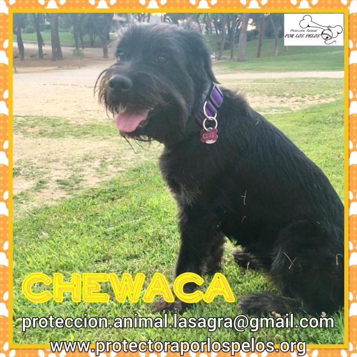 Chewaca