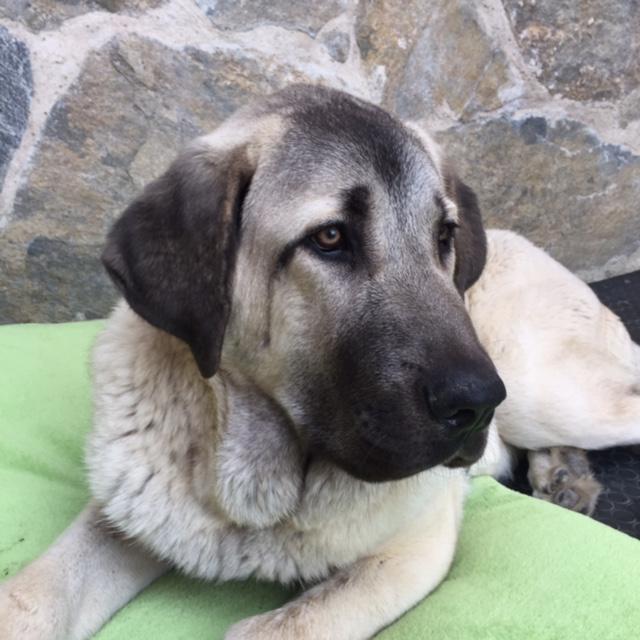 Bolero
