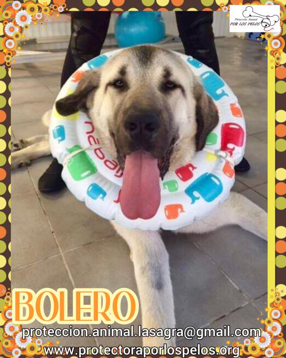 Bolero
