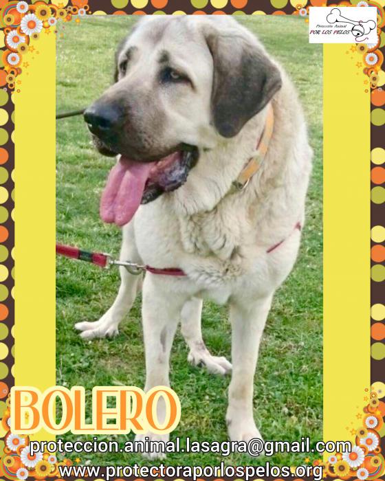 Bolero