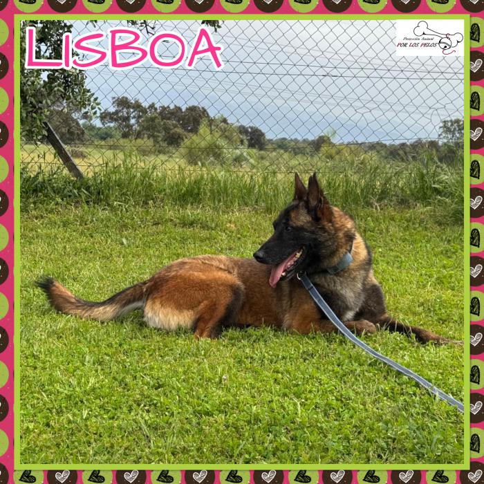 Lisboa