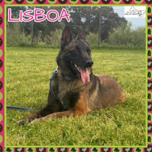 Lisboa