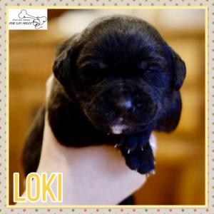 Loki 
