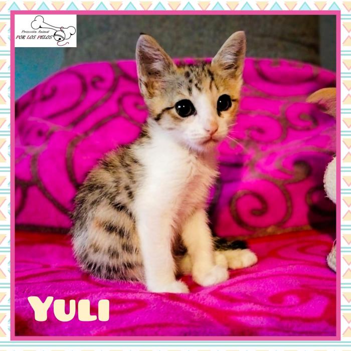 Yuli 