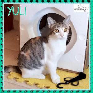Yuli 