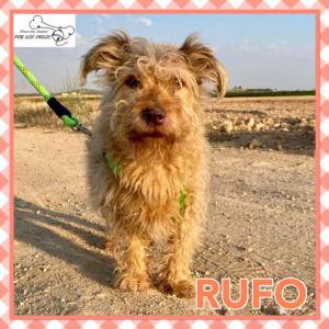 Rufo 