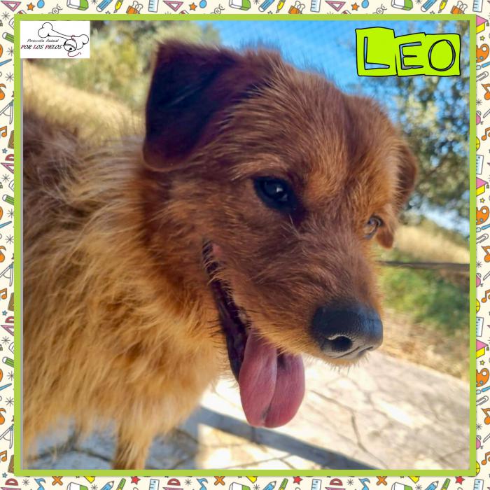 Leo