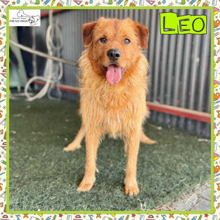 Leo