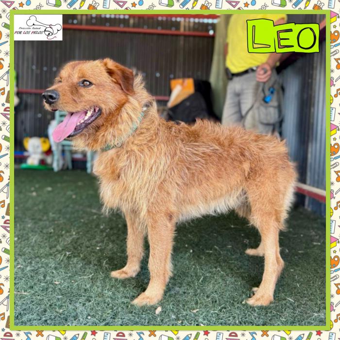 Leo