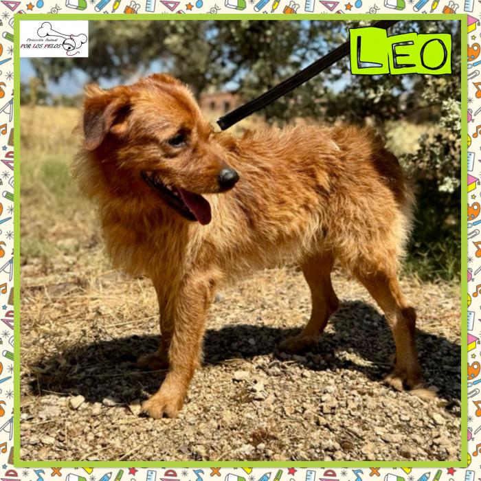 Leo