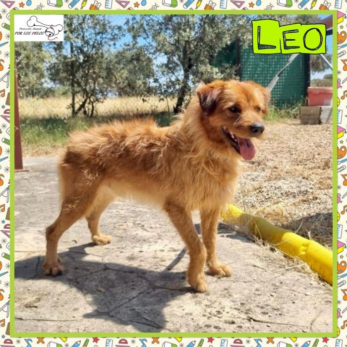 Leo