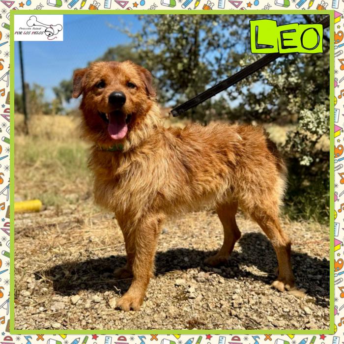 Leo