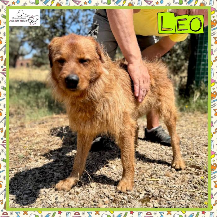 Leo