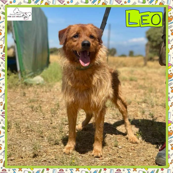 Leo