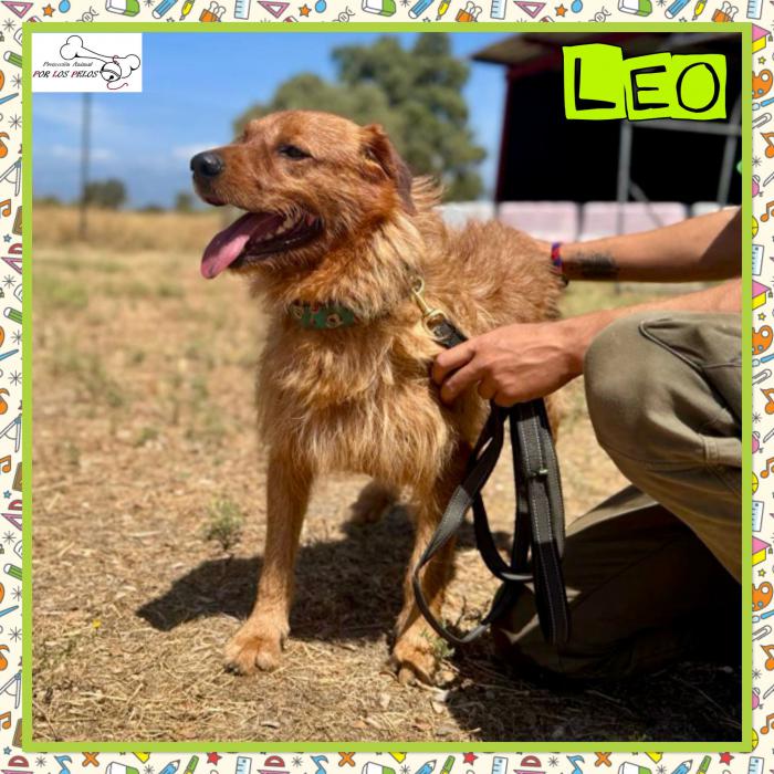 Leo