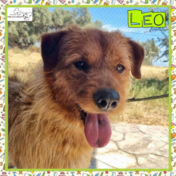 Leo