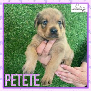Petete
