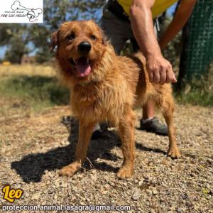 Leo