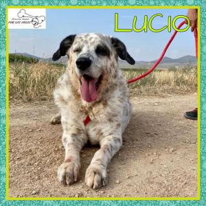 Lucio 
