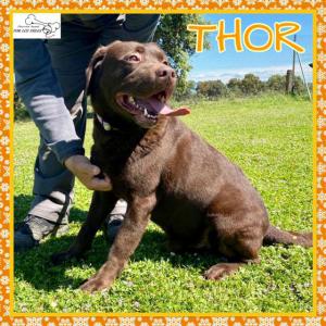 Thor 