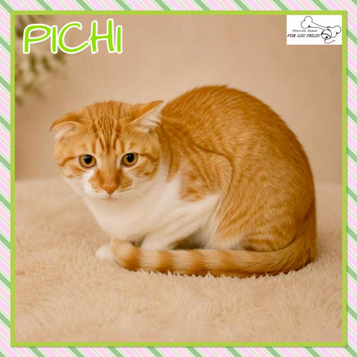 Pichi 