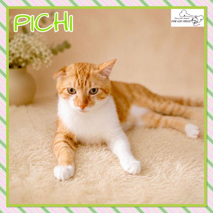 Pichi 