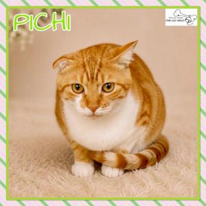 Pichi 