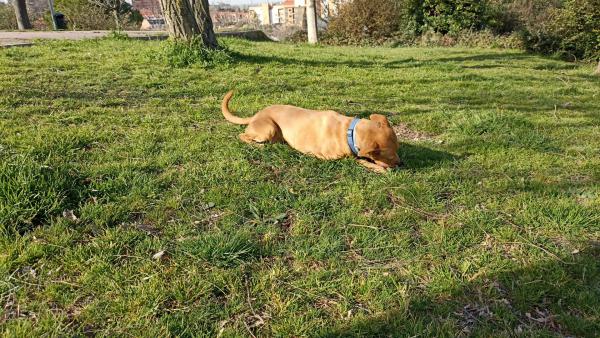 Aquiles