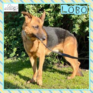 Lobo