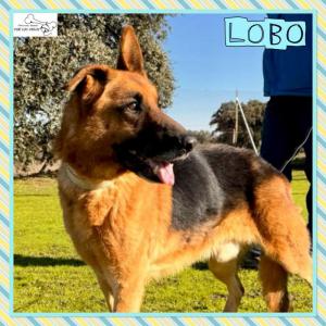 Lobo