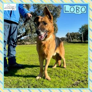 Lobo