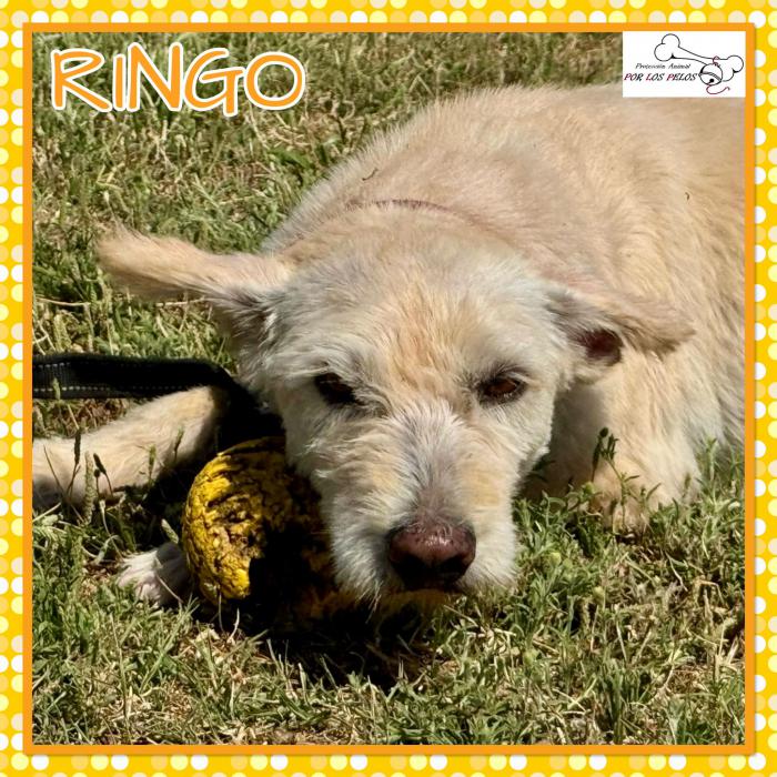 Ringo 