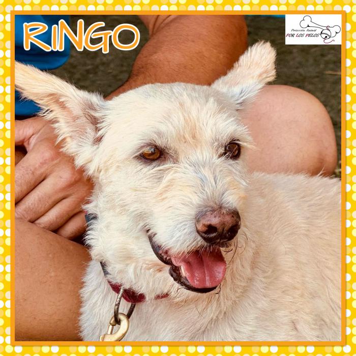 Ringo 