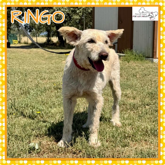Ringo 