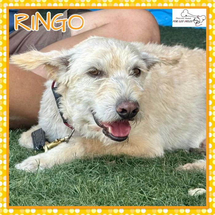 Ringo 