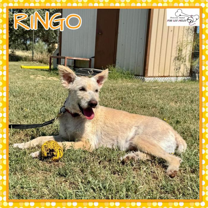 Ringo 